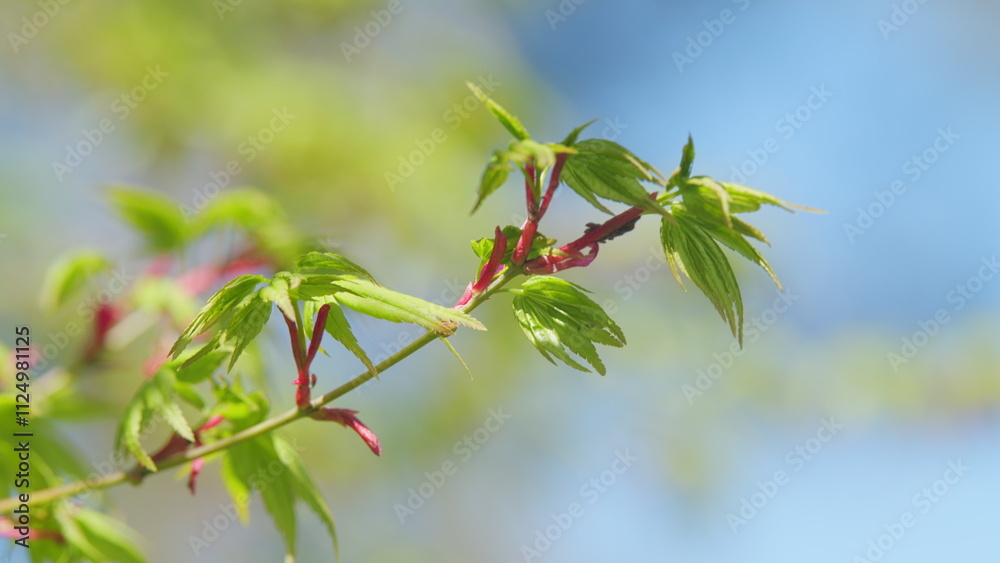 Young Red Leaves Of Japanese Maple Or Acer Palmatum In Spring. Commonly Known As Palmate Maple. Close up. Young Red Leaves Of Japanese Maple Or Acer Palmatum In Spring. Commonly Known As Palmate Maple. Close up.