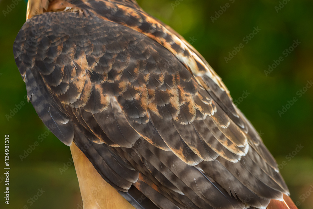 Red-Tailed Hawk (Buteo jamaicensis) Back Feathers