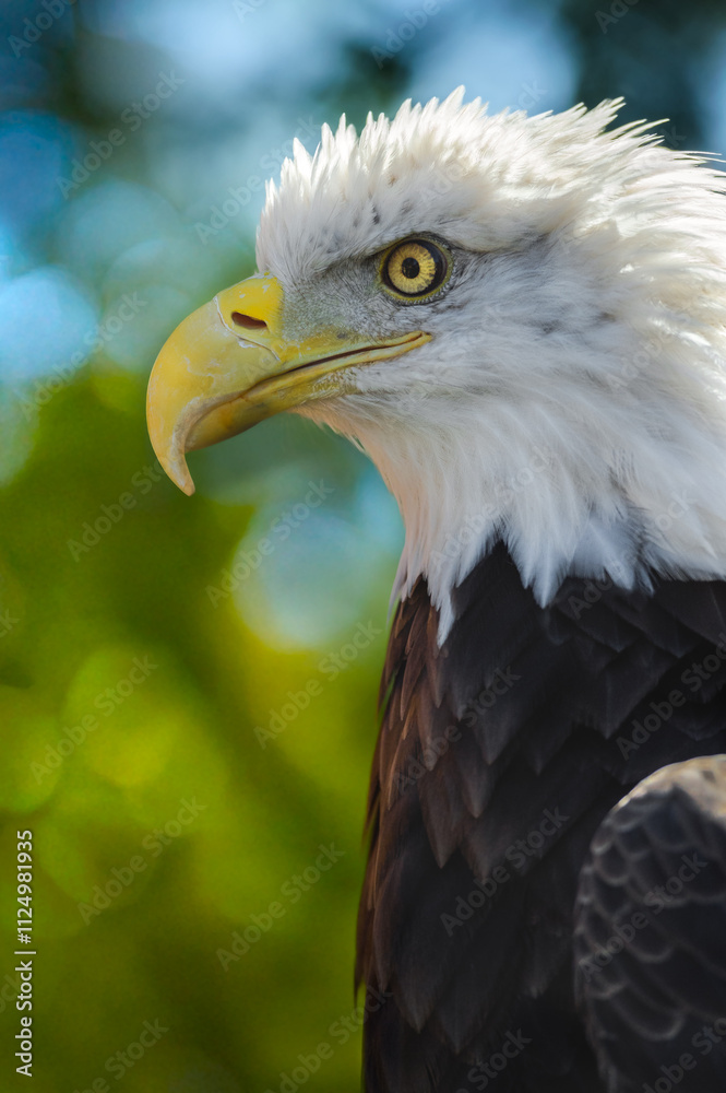 American Bald Eagle (Haliaeetus leucocephalus) Profile Closed Beak