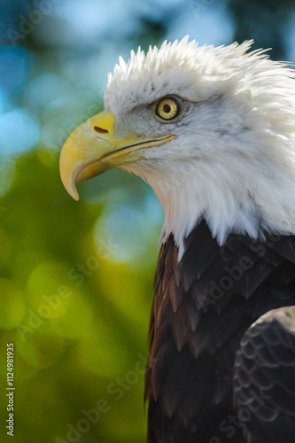 Obraz na płótnie American Bald Eagle (Haliaeetus leucocephalus) Profile Closed Beak w salonie