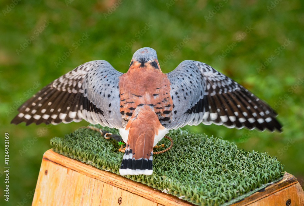 American Kestrel (Falco sparverius) Gently Flapping Wings with Back to Viewer
