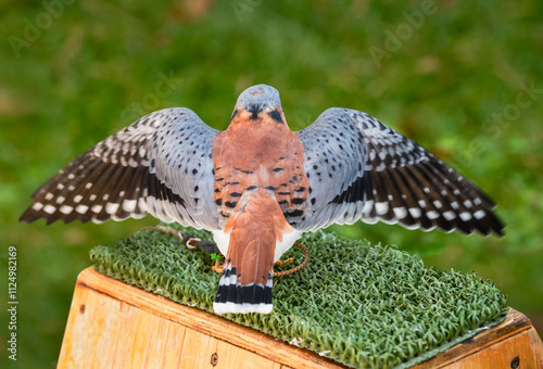Obraz na płótnie American Kestrel (Falco sparverius) Gently Flapping Wings with Back to Viewer w salonie