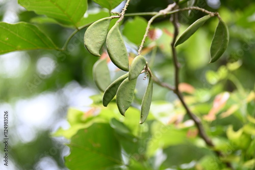 Millettia pinnata fruits. It is a species of tree in the pea family Fabaceae. Its other names Pongamia pinnata, Indian beech and Pongame oiltree. Oil is extracted from its seeds. Ayurvedic medicine.