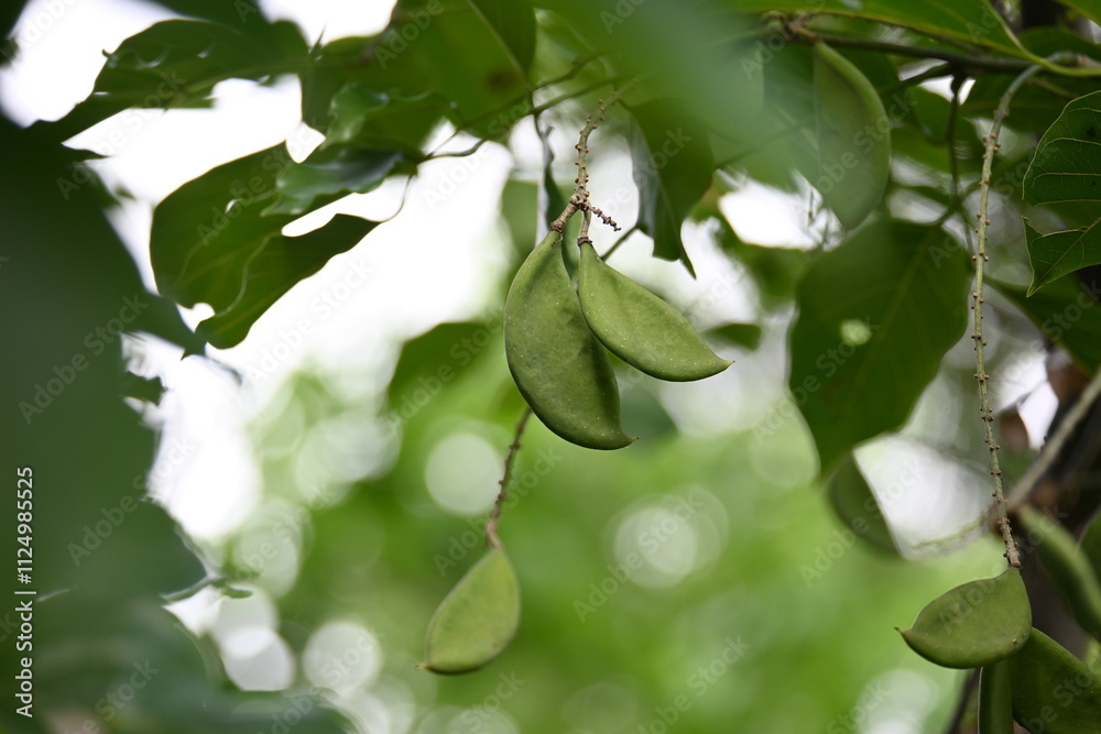 Millettia pinnata fruits. It is a species of tree in the pea family Fabaceae. Its other names Pongamia pinnata, Indian beech and Pongame oiltree. Oil is extracted from its seeds. Ayurvedic medicine. Millettia pinnata fruits. It is a species of tree in the pea family Fabaceae. Its other names Pongamia pinnata, Indian beech and Pongame oiltree. Oil is extracted from its seeds. Ayurvedic medicine.