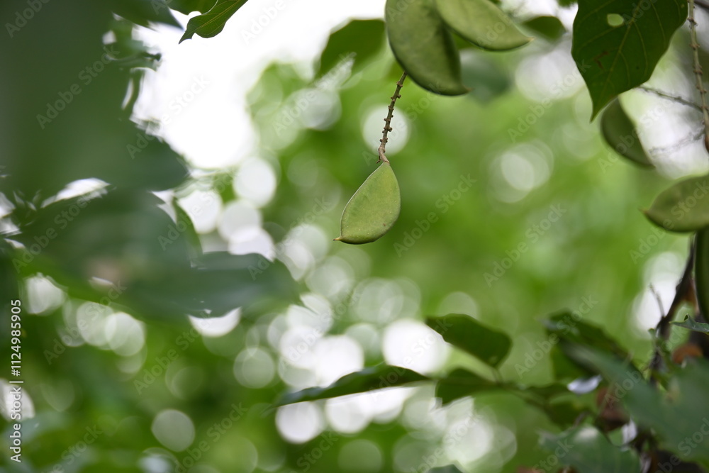 Fototapeta premium Millettia pinnata fruits. It&nbsp;is a species of tree in the pea family Fabaceae. Its other names Pongamia&nbsp;pinnata, Indian beech&nbsp;and&nbsp;Pongame oiltree. Oil is extracted from its seeds. Ayurvedic medicine.