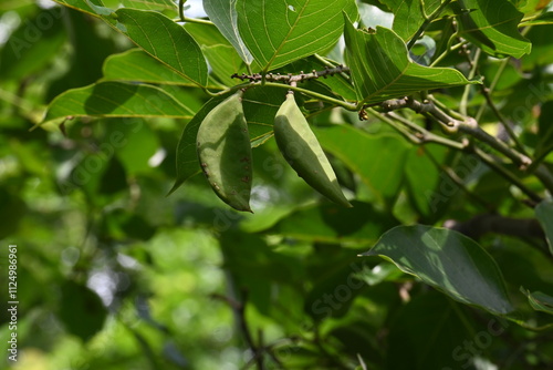 Millettia pinnata fruits. It is a species of tree in the pea family Fabaceae. Its other names  Pongamia pinnata, Indian beech and Pongame oiltree. Oil is extracted from its seeds. Ayurvedic medicine. photo