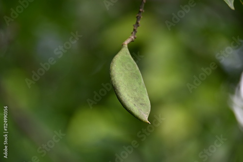 Millettia pinnata fruits. It is a species of tree in the pea family Fabaceae. Its other names  Pongamia pinnata, Indian beech and Pongame oiltree. Oil is extracted from its seeds. Ayurvedic medicine. photo