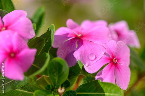 Vibrant pink flowers bloom in sunlight, showcasing nature beauty in a serene garden setting