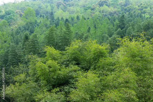 Bamboo forest scenery in Sichuan, China