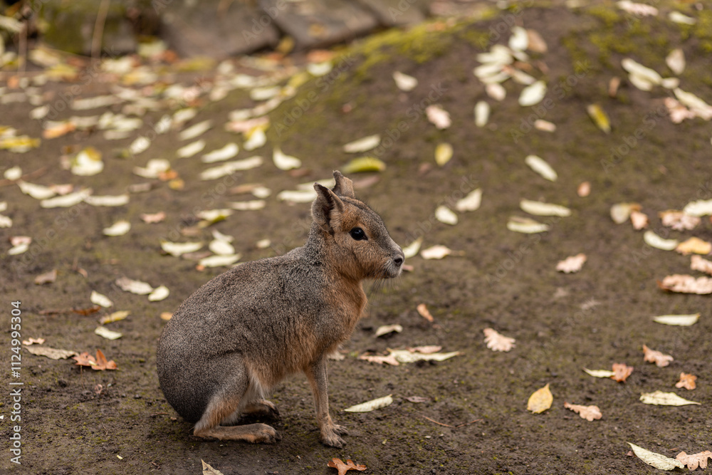 The rodent sits on the ground. Animal life The rodent sits on the ground. Animal life