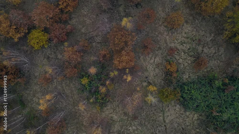 Autumn woods meeting green fields cloudy sky Amazing aerial view flight drone Autumn woods meeting green fields cloudy sky Amazing aerial view flight drone