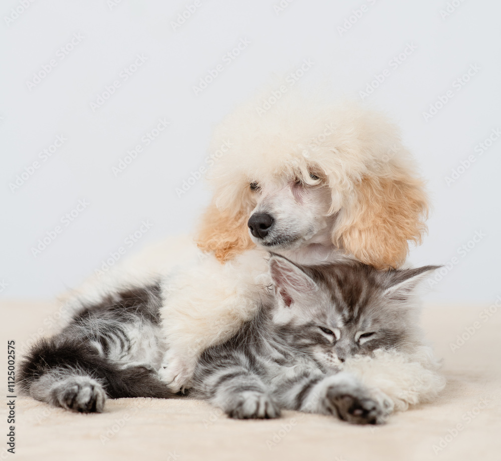 Friendly Poodle puppy lying with tiny maine coon cat on a bed at home Friendly Poodle puppy lying with tiny maine coon cat on a bed at home