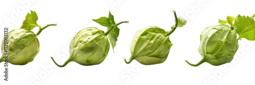 green plant on isolated white background