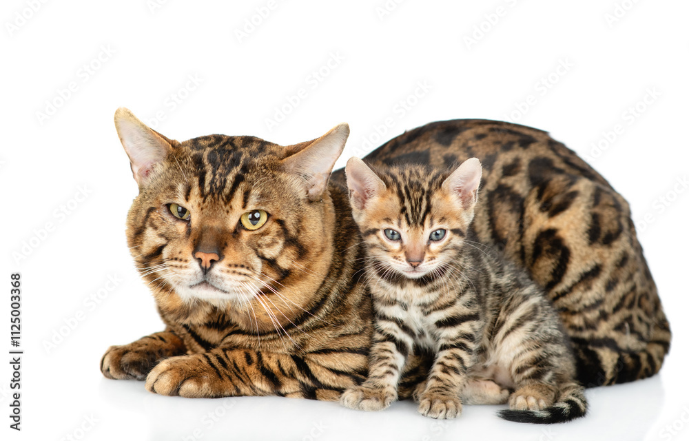 Big bengal cat and tiny kitten lying together. isolated on white background Big bengal cat and tiny kitten lying together. isolated on white background