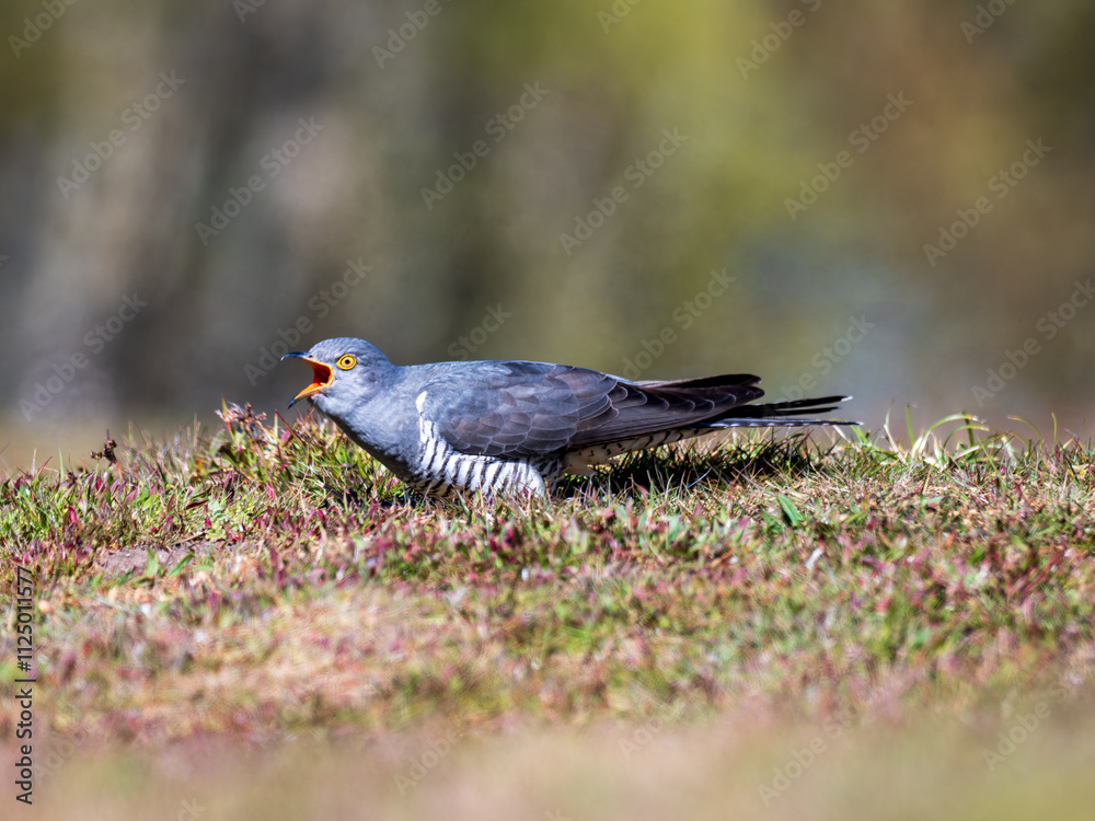 Common cuckoo (Cuculus canorus) on the ground