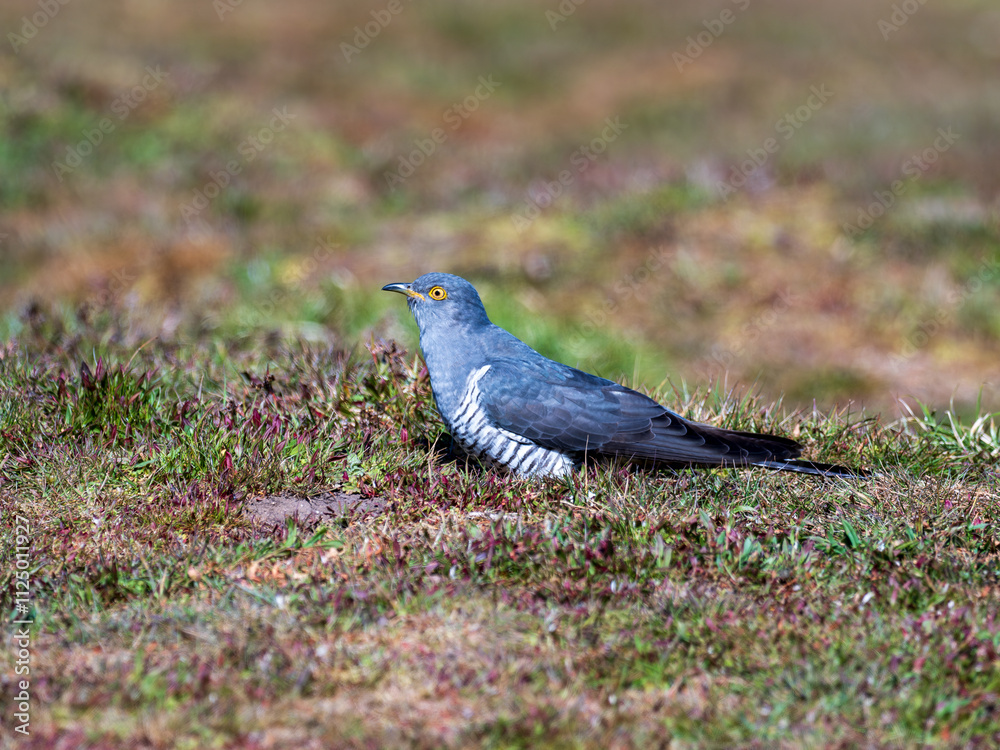 Common cuckoo (Cuculus canorus) on the ground