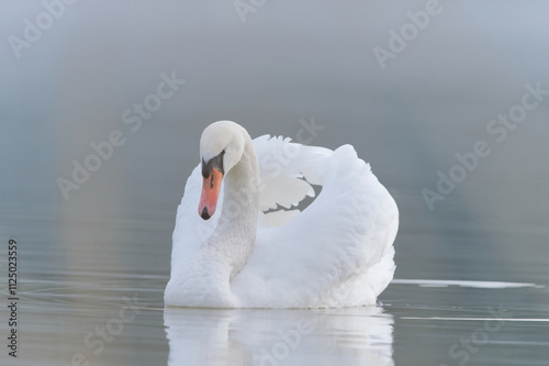 łabędź niemy © Klaudia