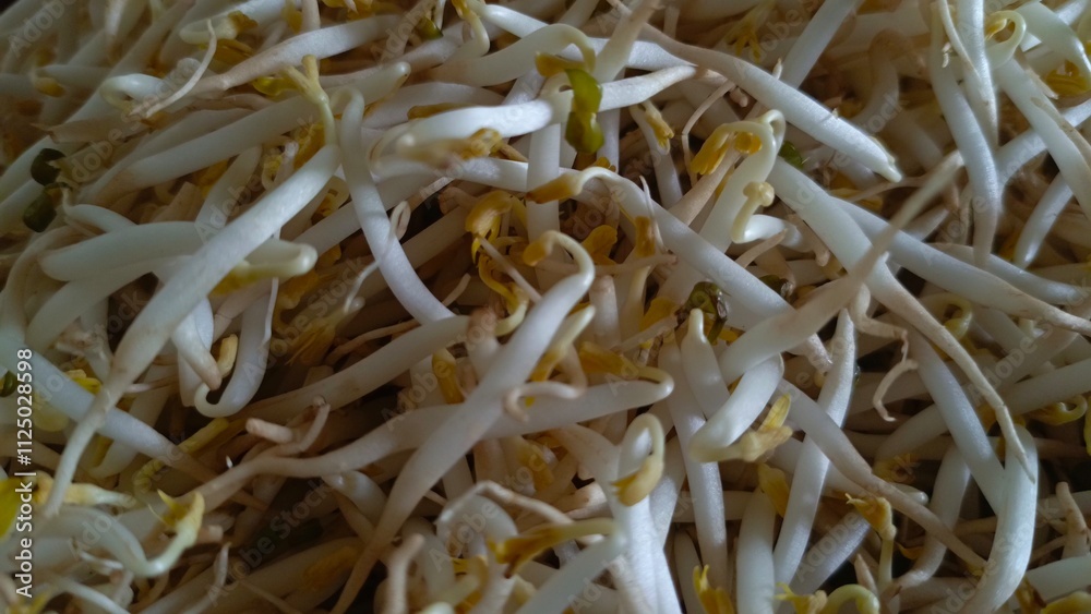 Close-up soybean sprouts, a nutritious ingredient Close-up soybean sprouts, a nutritious ingredient