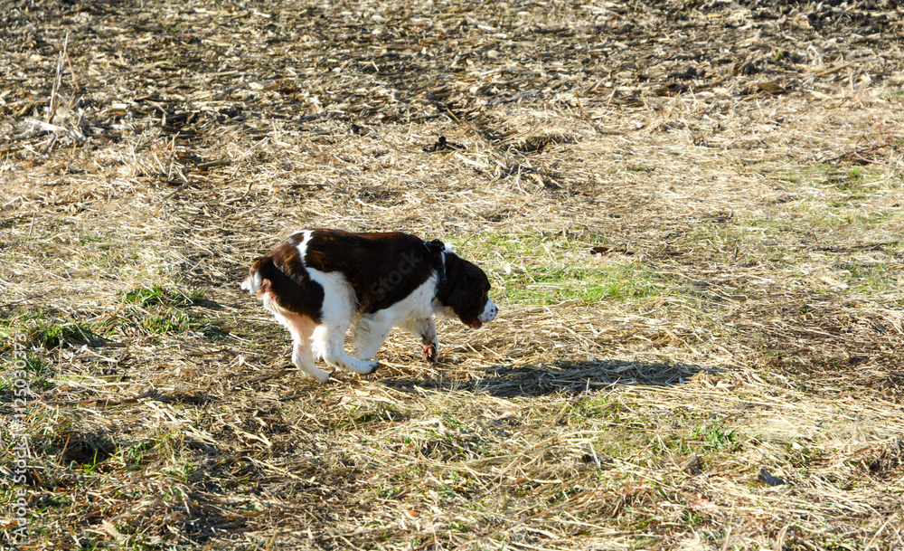 Moxie, our adopted rescue ESS (abused). Thankful for being loved and learning her Springer Spaniel roots. 12/2024