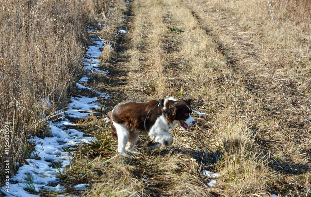 Moxie, our adopted rescue ESS (abused). Thankful for being loved and learning her Springer Spaniel roots. 12/2024