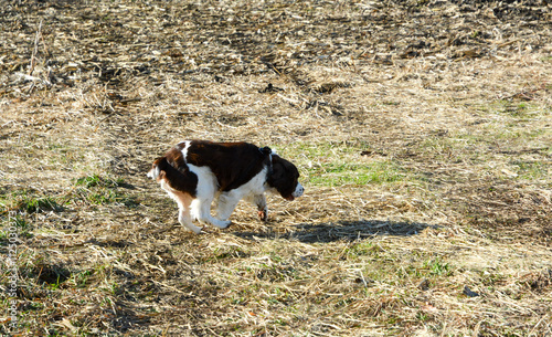 Obraz na płótnie Moxie, our adopted rescue ESS (abused). Thankful for being loved and learning her Springer Spaniel roots. 12/2024 w salonie