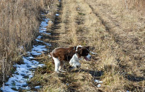 Obraz na płótnie Moxie, our adopted rescue ESS (abused). Thankful for being loved and learning her Springer Spaniel roots. 12/2024 w salonie