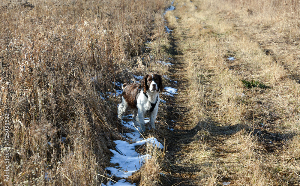 Moxie, our adopted rescue ESS (abused). Thankful for being loved and learning her Springer Spaniel roots. 12/2024