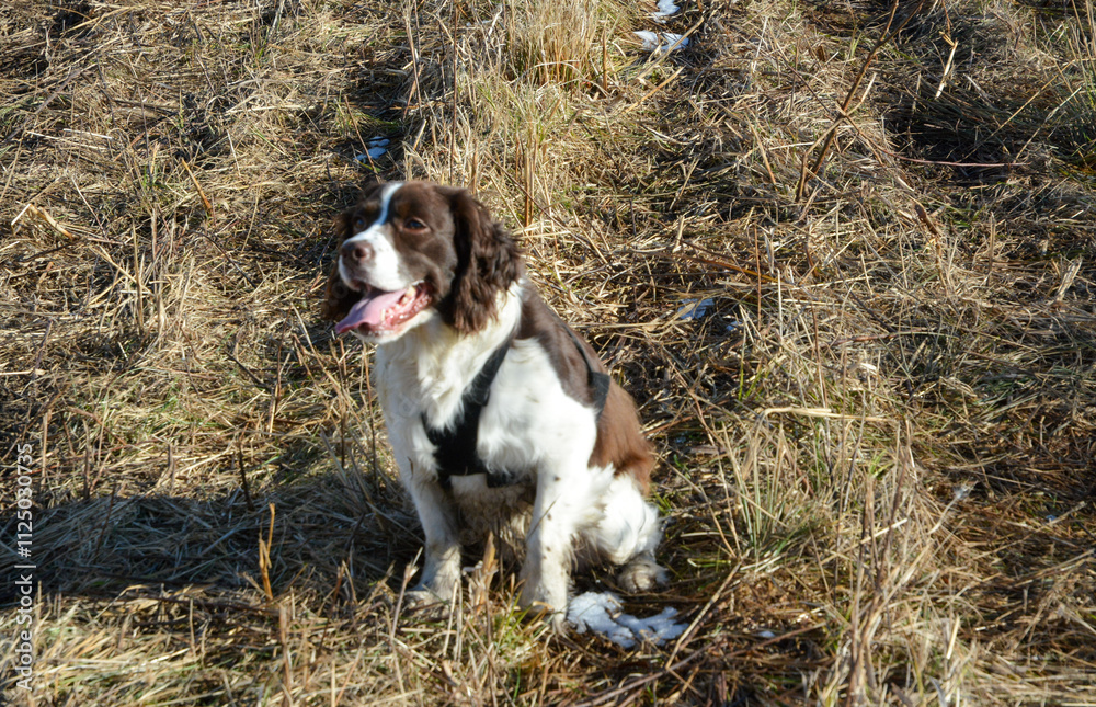 Moxie, our adopted rescue ESS (abused). Thankful for being loved and learning her Springer Spaniel roots. 12/2024