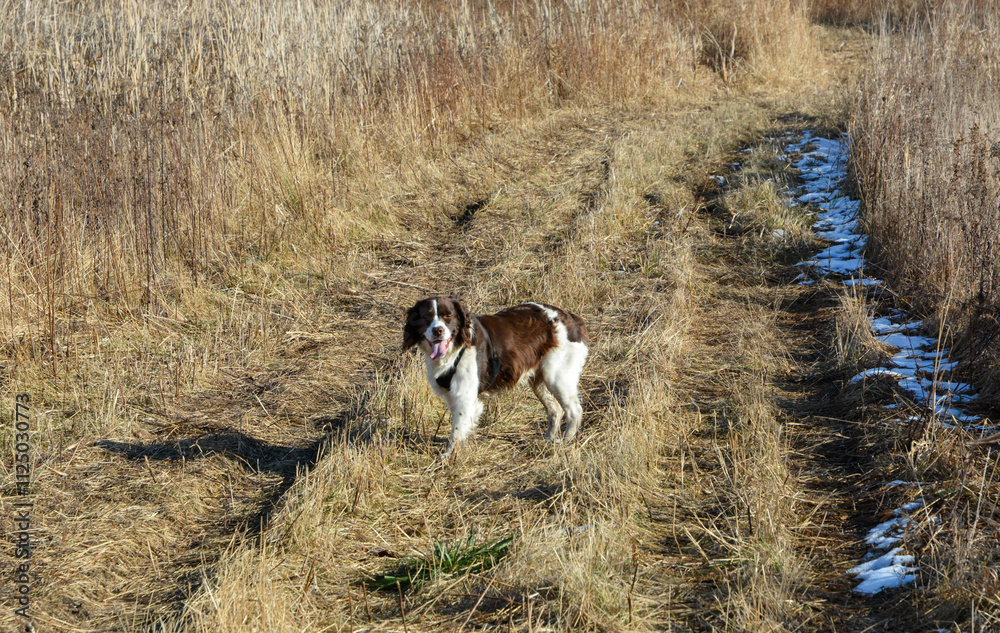 Moxie, our adopted rescue ESS (abused). Thankful for being loved and learning her Springer Spaniel roots. 12/2024 Moxie, our adopted rescue ESS (abused). Thankful for being loved and learning her Springer Spaniel roots. 12/2024