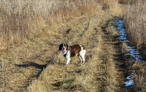Obraz na płótnie Moxie, our adopted rescue ESS (abused). Thankful for being loved and learning her Springer Spaniel roots. 12/2024 w salonie