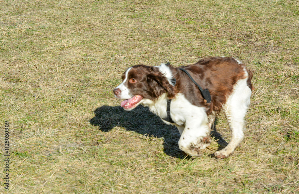 Moxie, our adopted rescue ESS (abused). Thankful for being loved and learning her Springer Spaniel roots. 12/2024