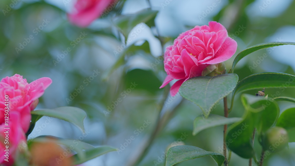 Camellia Flower Bud Blooms On An Evergreen Spring Shrub. Camellia Bush Flowering During Spring. Close up. Camellia Flower Bud Blooms On An Evergreen Spring Shrub. Camellia Bush Flowering During Spring. Close up.