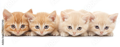 Adorable kittens with blue eyes lying together in row, showcasing their playful nature