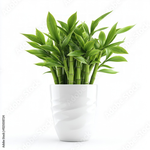 Bamboo Plant Isolated