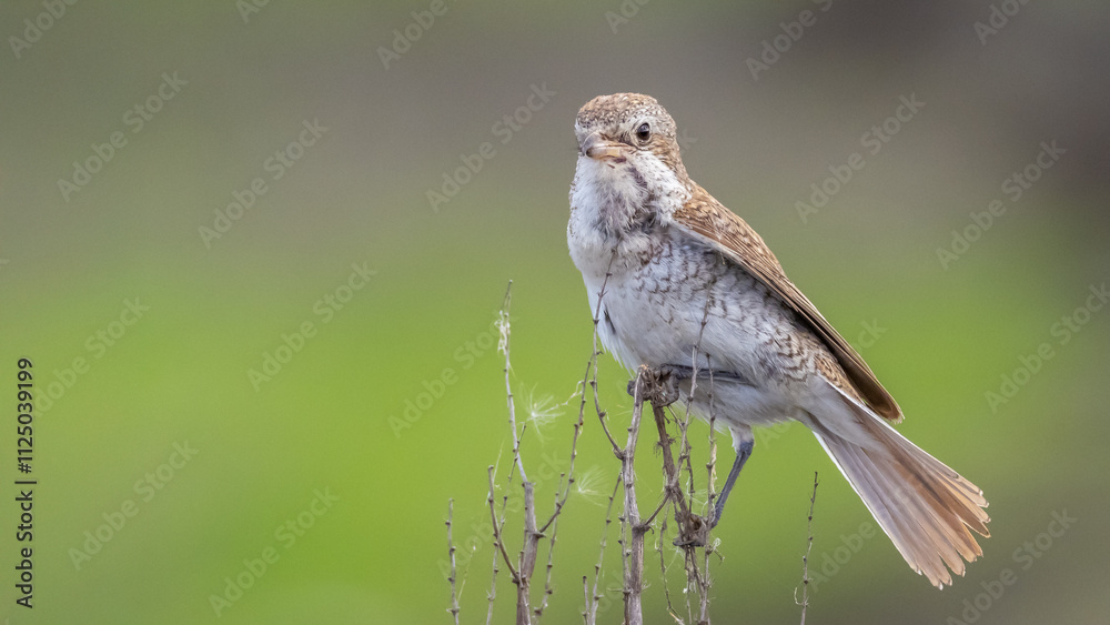 Red-backed shrike perched on dry bush Red-backed shrike perched on dry bush