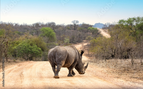 Adult male white rhinoceros, Ceratotherium simum, on a dirt road in Kruger National Park, South Africa.