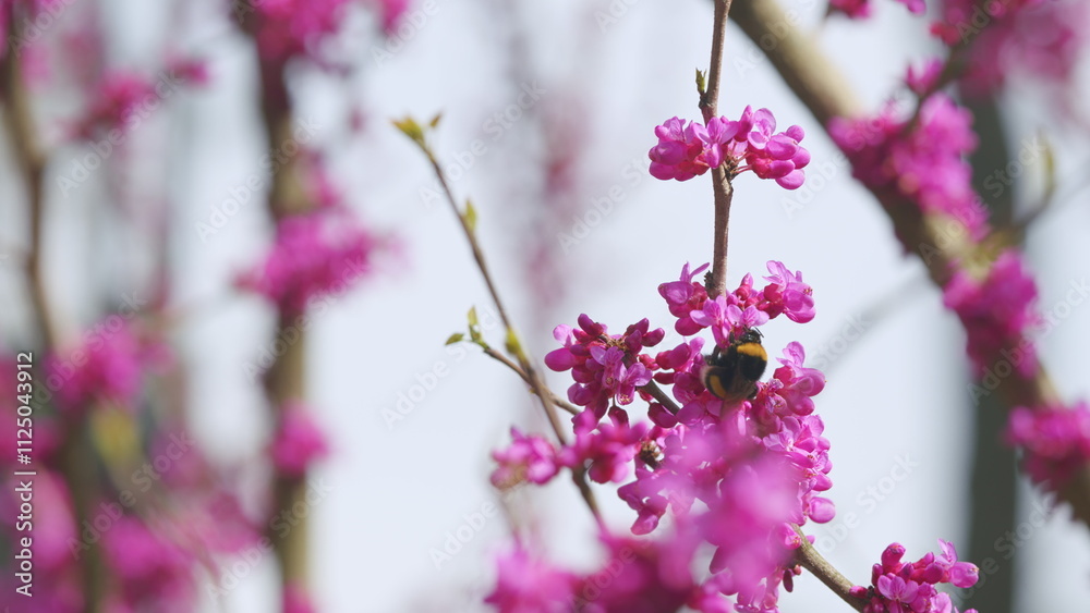 Love Tree. Bumblebee Pollination Of Spring Blossoming Judas Tree. Flowering Plant Family Fabaceae. Close up. Love Tree. Bumblebee Pollination Of Spring Blossoming Judas Tree. Flowering Plant Family Fabaceae. Close up.