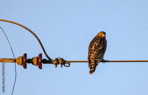 cooper's hawk sitting on electric wire at sunset (beautiful raptor bird of prey) wildlife photography close up soft light hunter hunting predator photo