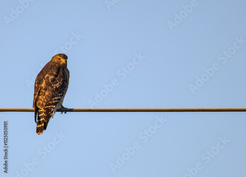 cooper's hawk sitting on electric wire at sunset (beautiful raptor bird of prey) wildlife photography close up soft light hunter hunting predator photo