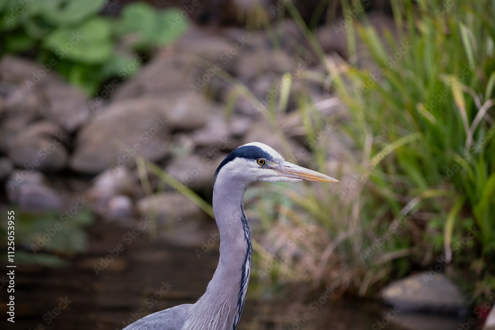 Naklejka premium The Grey Heron (Ardea cinerea).