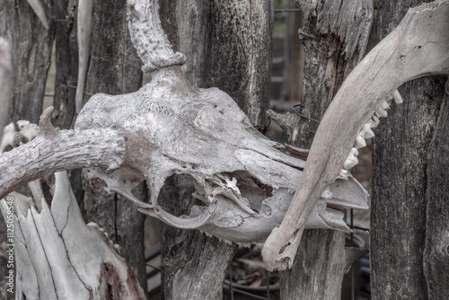 Elk bones, skull and jawbone, hanging on a coyote fence in New Mexico, USA.