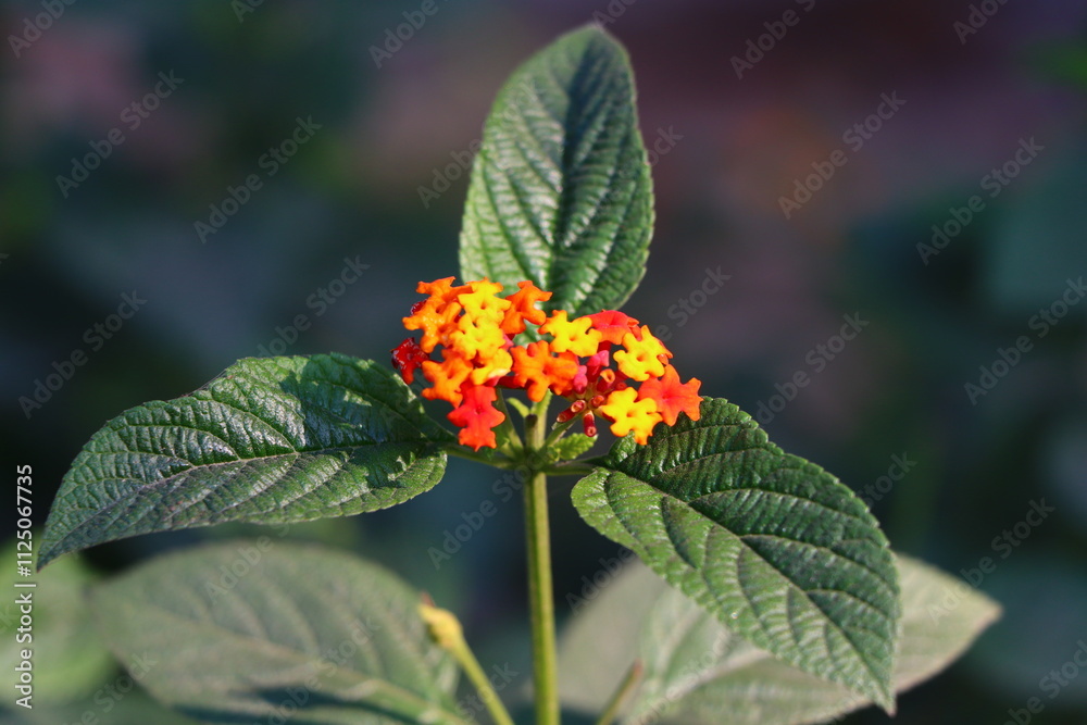 Lantana Camara, Lantana, West India Lantana, Red Flower, Flower