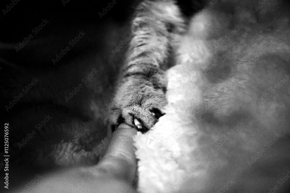 tendresse féline tendresse féline