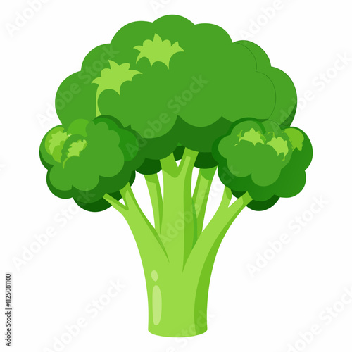 fresh broccoli vector illustration