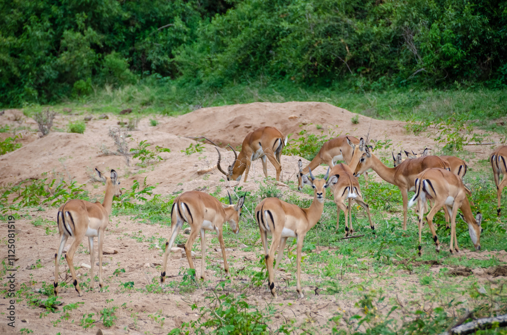 Naklejka premium Antelopes. Tanzania. Africa.