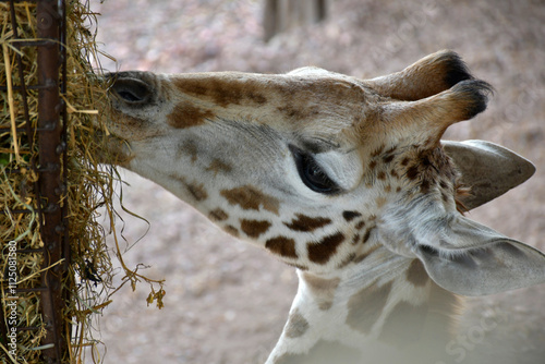 Portrait d'une jeune girafe photo