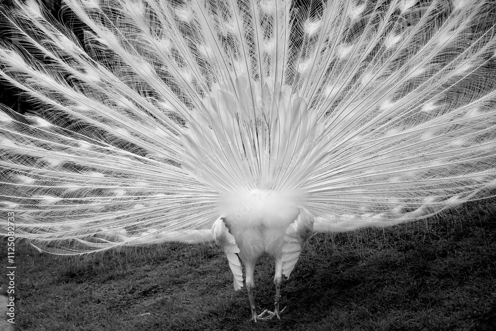 Obraz premium Paon en noir et blanc