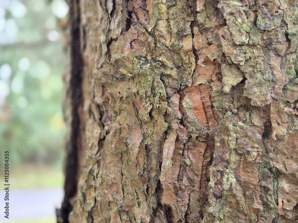 Obraz premium Tree bark pattern close view with blurred background