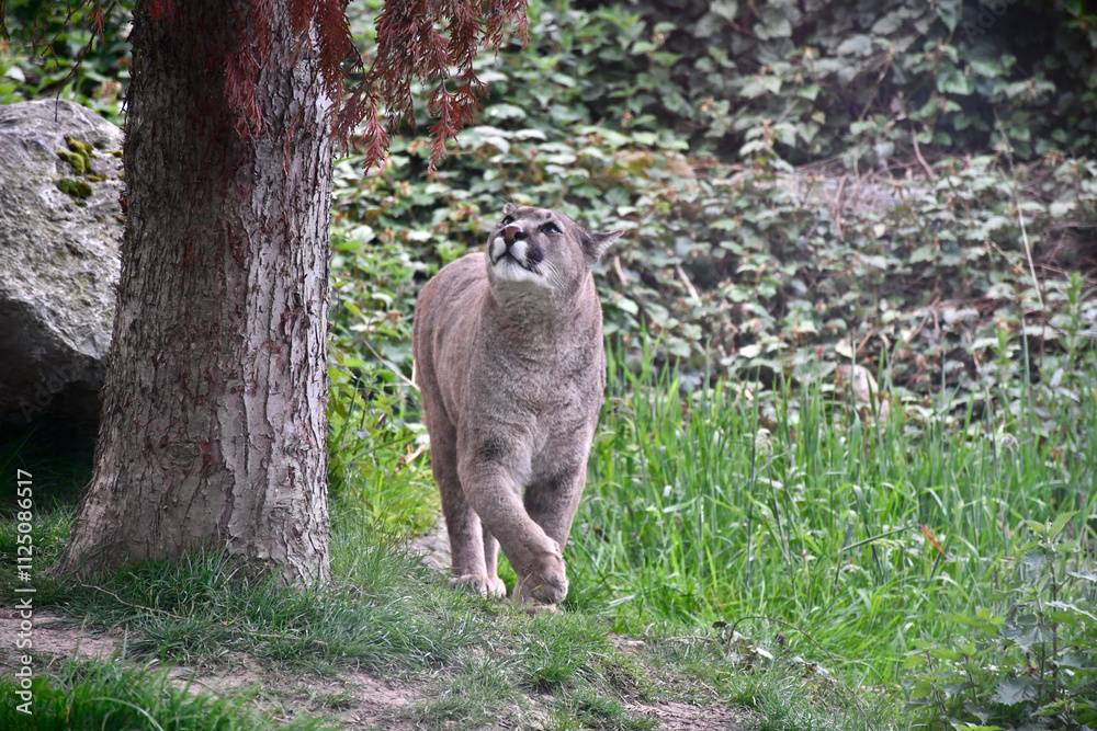 Obraz premium Puma près d'un arbre