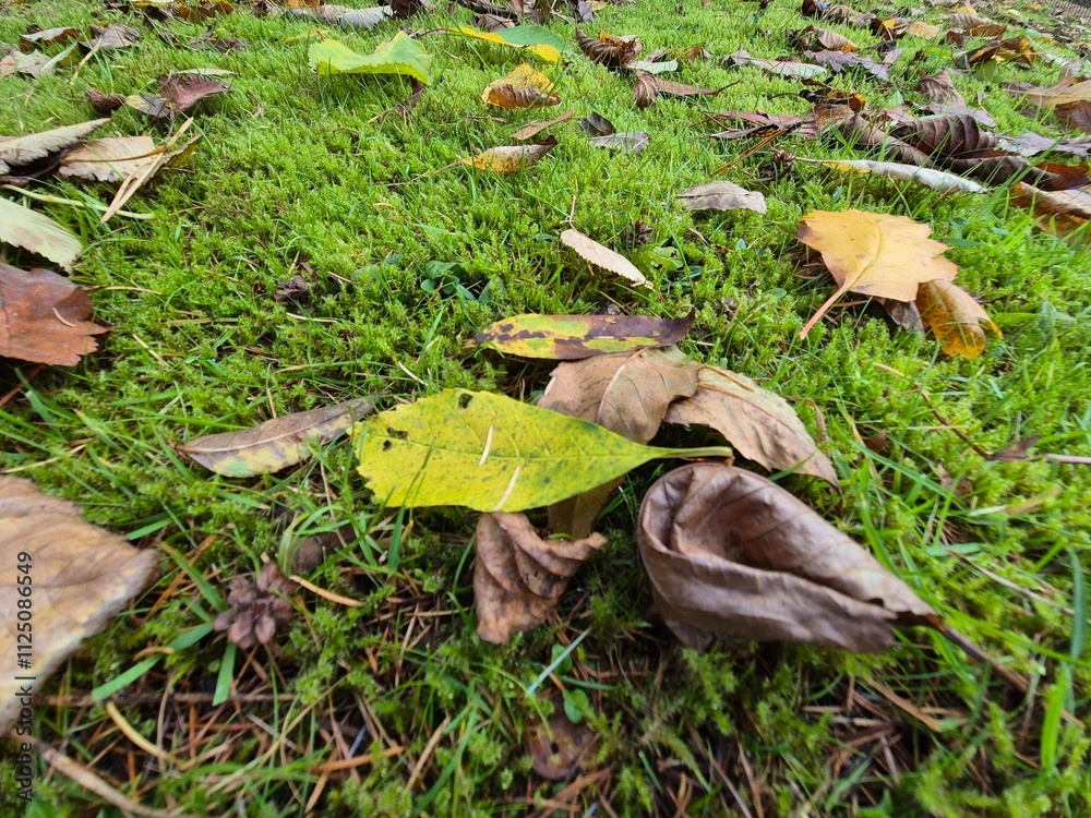 Fototapeta premium Autumn leaves on grass seasonal background